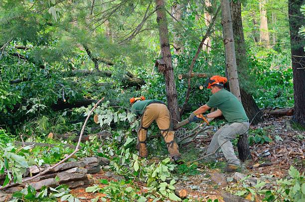 Dead Tree Removal